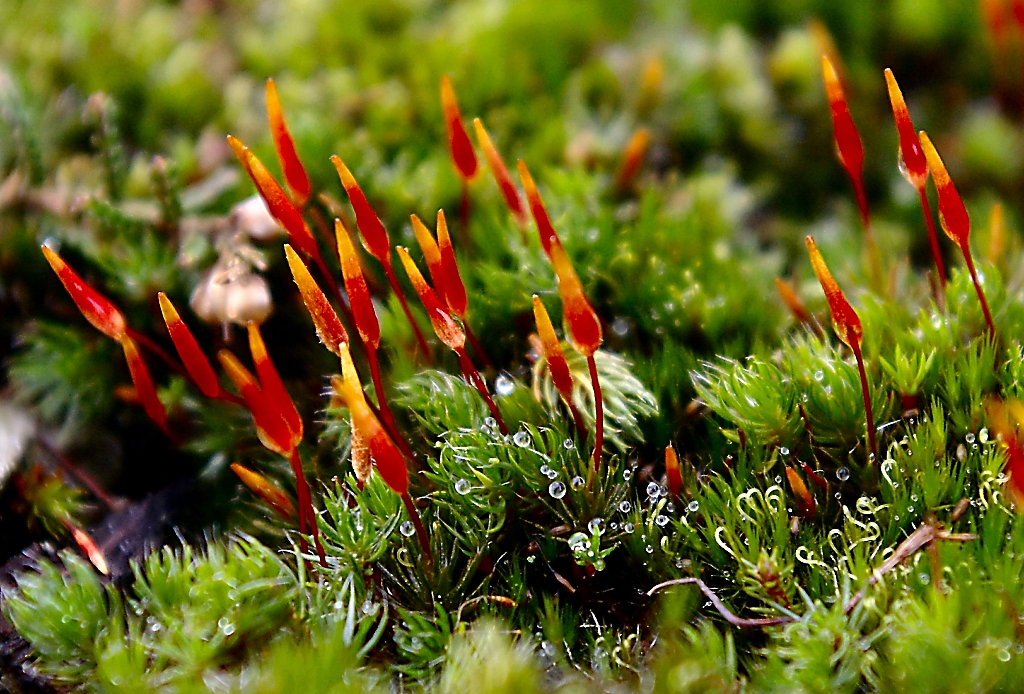 Mosses – The Perfect Shade Plants